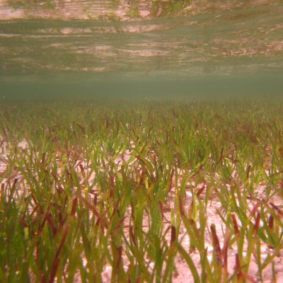 Solomon Island seagrass